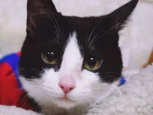 Gato raça SRD idade 2 a 6 meses nome Raul