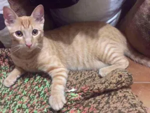 Gato raça SRD idade 2 a 6 meses nome Caramelo