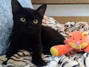 Gato raça SRD idade Abaixo de 2 meses nome Beyoncé
