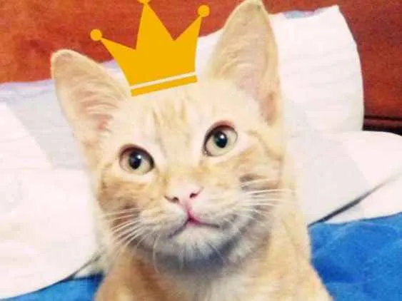 Gato ra a Sem raça definida idade 2 a 6 meses nome Chico