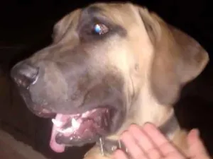 Cachorro raça Fila  idade 1 ano nome Bob