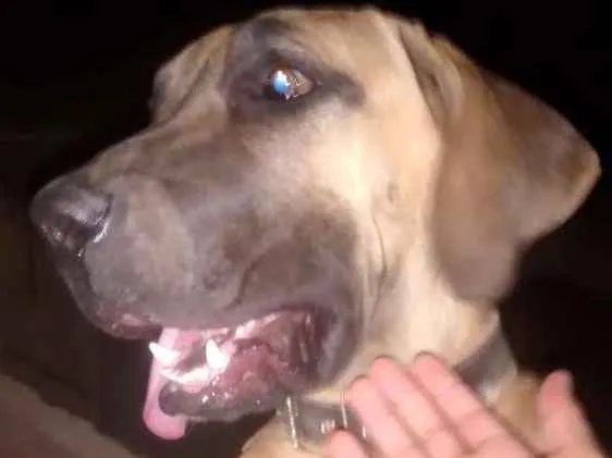 Cachorro ra a Fila  idade 1 ano nome Bob
