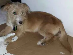 Cachorro raça Não possui idade 2 anos nome Não possui