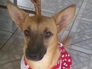 Cachorro raça SRD idade 1 ano nome Maia