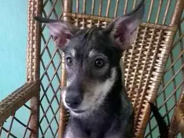Cachorro ra a SRD idade 2 a 6 meses nome Estrela