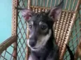 Estrela