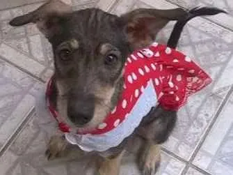 Cachorro ra a SRD idade 2 a 6 meses nome Estrela