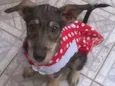 Estrela