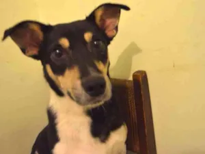 Cachorro raça Vira-lata idade 2 anos nome Chaves