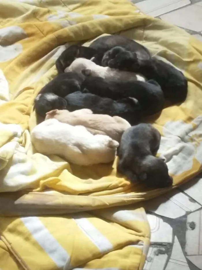 Cachorro ra a Vira lata idade Abaixo de 2 meses nome Sem nome