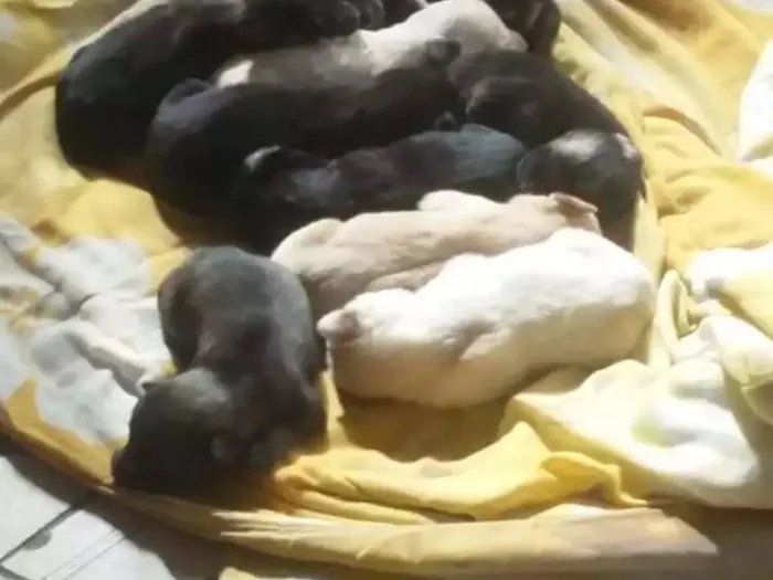 Cachorro ra a Vira lata idade Abaixo de 2 meses nome Sem nome