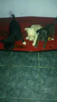 Não tem