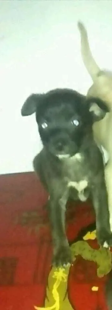 Cachorro ra a Fox Paulistinha idade Abaixo de 2 meses nome Não tem ainda