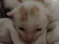 Não tem