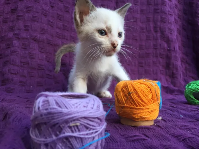 Gato ra a Raça própria  idade 2 a 6 meses nome Fofinhos