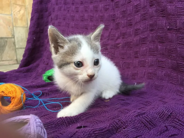 Gato ra a Raça própria  idade 2 a 6 meses nome Fofinhos