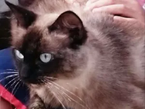 Gato raça Balinesi /siames pelo longo  idade 2 anos nome Sem nome 