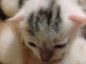 Gato raça SRD idade Abaixo de 2 meses nome Não tem