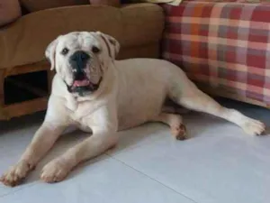 Cachorro raça Bulldog campeiro idade 2 anos nome Poseidon