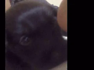 Cachorro raça Pudor com Coke idade Abaixo de 2 meses nome Não tem ainda