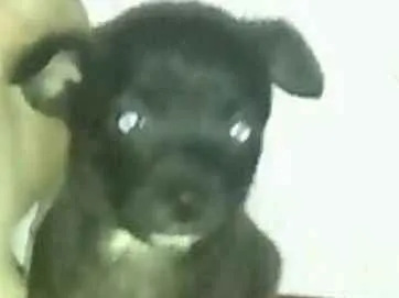 Cachorro ra a Fox Paulistinha idade Abaixo de 2 meses nome Não tem ainda