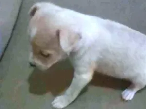 Cachorro raça Fox Paulistinha idade Abaixo de 2 meses nome Não tem ainda