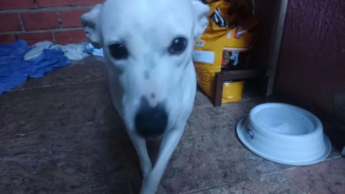 Cachorro ra a Vira lata  idade 3 anos nome Nara 