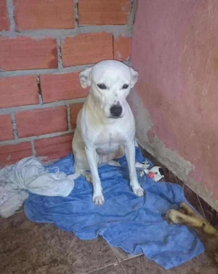 Cachorro ra a Vira lata  idade 3 anos nome Nara 