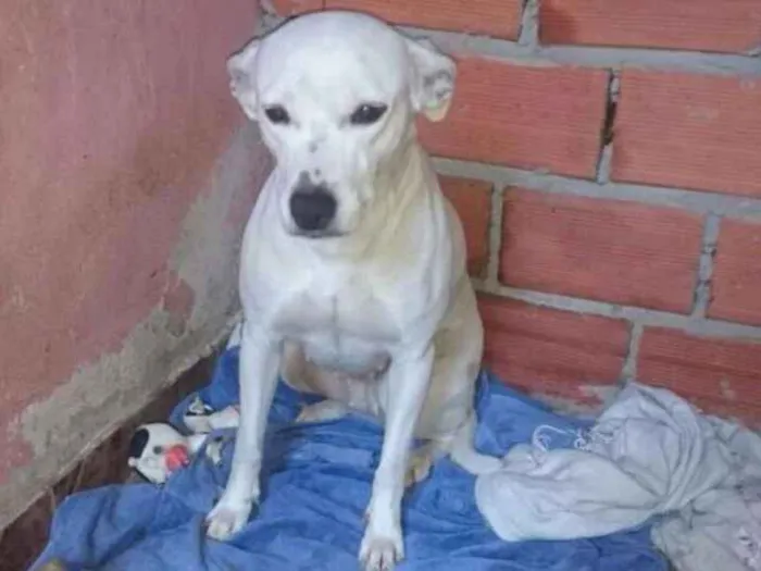 Cachorro ra a Vira lata  idade 3 anos nome Nara 