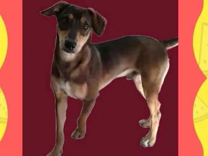 Cachorro raça Vira Lata idade 7 a 11 meses nome Huck