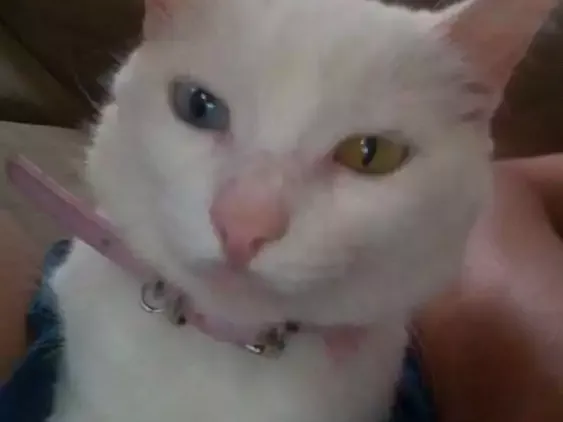 Gato raça Indefinida idade 5 anos nome Marie