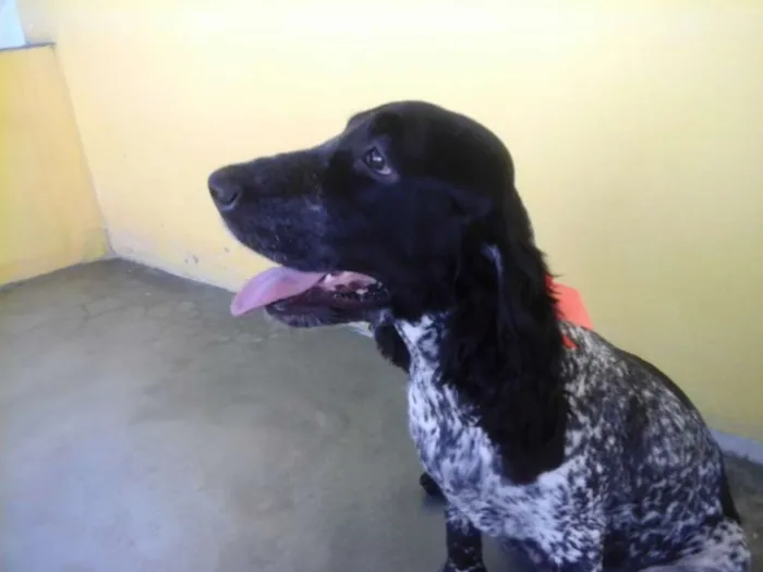Cachorro ra a Cocker idade 3 anos nome Bela/Max