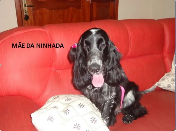 Cachorro ra a Cocker idade 3 anos nome Bela/Max