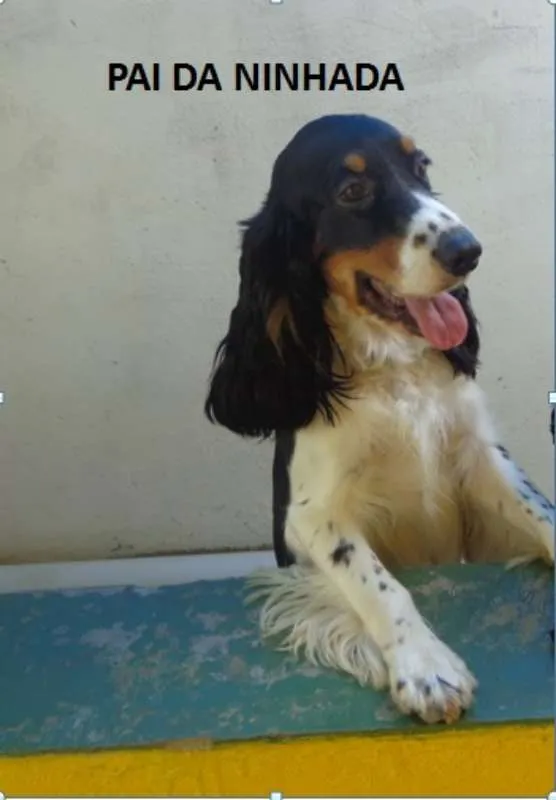 Cachorro ra a Cocker idade 3 anos nome Bela/Max
