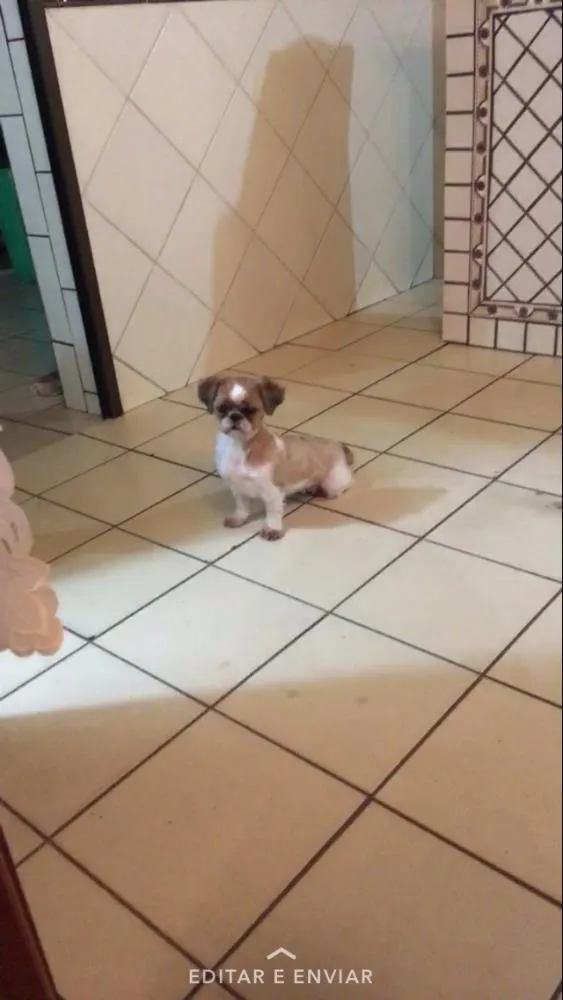 Cachorro ra a shih tzu idade 5 anos nome bella