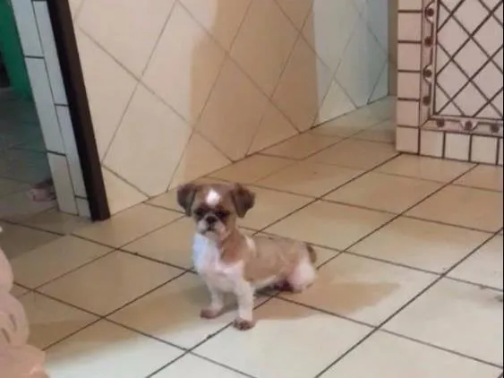 Cachorro ra a shih tzu idade 5 anos nome bella