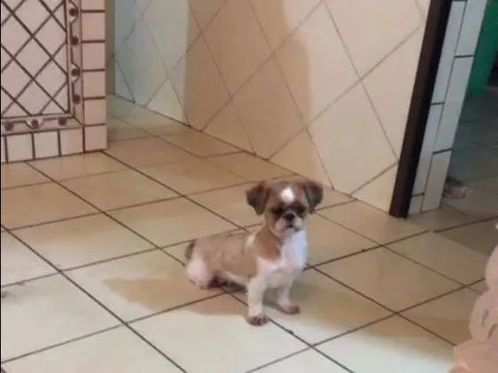 Cachorro ra a shih tzu idade 5 anos nome bella