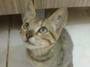 Gato raça  idade 2 a 6 meses nome luna