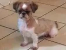 Cachorro raça shih tzu idade 5 anos nome bella