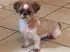 Cachorro raça shih tzu idade 5 anos nome bella