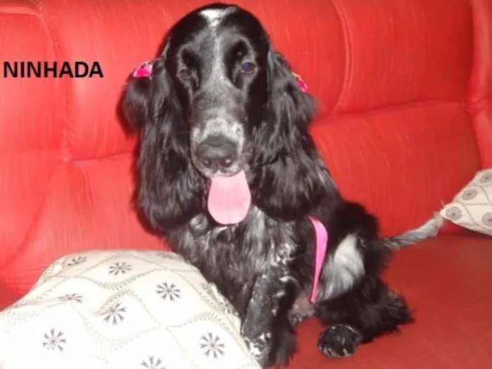 Cachorro ra a Cocker idade 3 anos nome Bela/Max