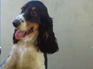 Cachorro raça Cocker idade 3 anos nome Bela/Max