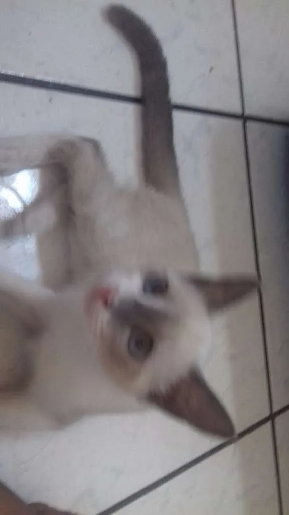Gato ra a  idade 2 a 6 meses nome Pricila e Tom !