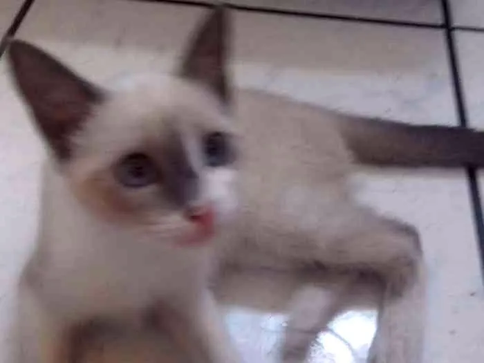 Gato ra a  idade 2 a 6 meses nome Pricila e Tom !