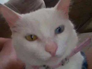 Gato raça Indefinida idade 5 anos nome Marie