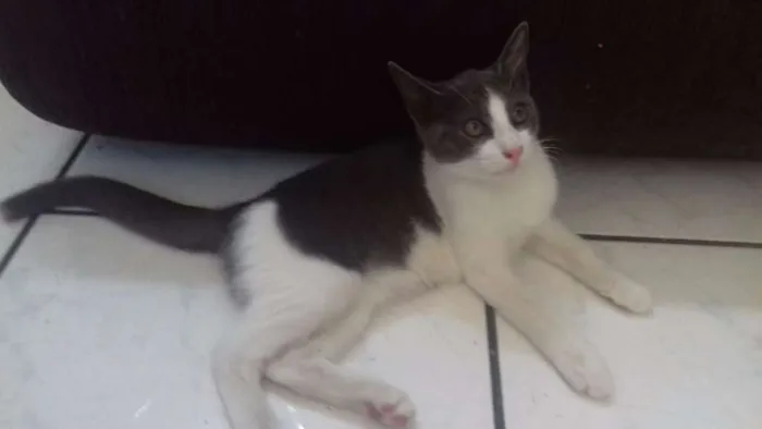 Gato ra a  idade 2 a 6 meses nome Pricila e Tom !