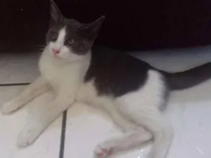 Gato raça  idade 2 a 6 meses nome Pricila e Tom !