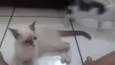 Pricila e Tom !