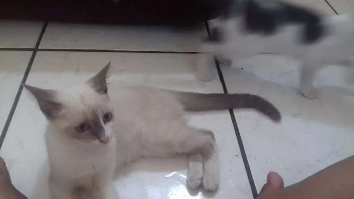 Gato ra a  idade 2 a 6 meses nome Pricila e Tom !