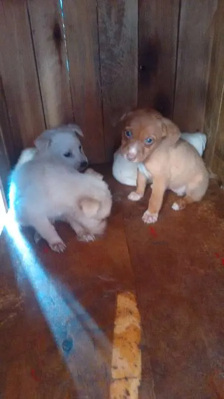 Cachorro ra a Vira lata idade Abaixo de 2 meses nome São filhotes